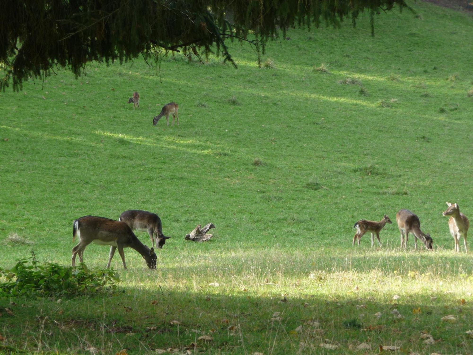 Zum Roten Hirsch Im Gruenen Wald Saalfeld Saale Exterior photo
